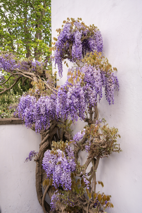 5 bed detached house for sale in The Cedars, The Butts, Upper Butts, Brentford, TW8  - Property Image 14