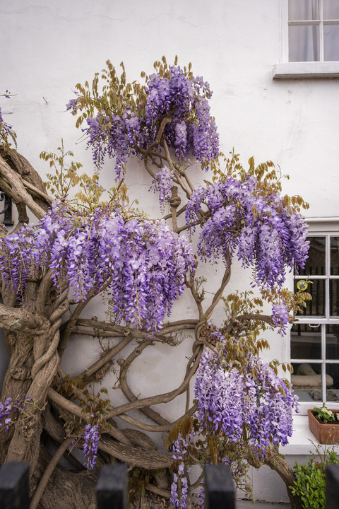 5 bed detached house for sale in The Cedars, The Butts, Upper Butts, Brentford, TW8  - Property Image 20