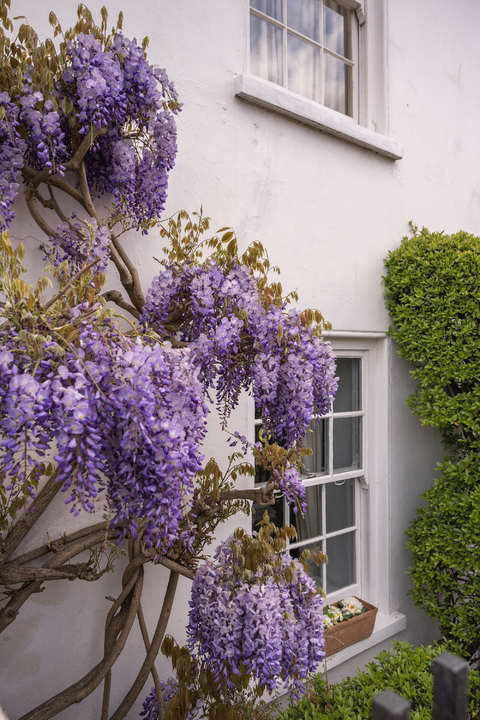 5 bed detached house for sale in The Cedars, The Butts, Upper Butts, Brentford, TW8  - Property Image 5