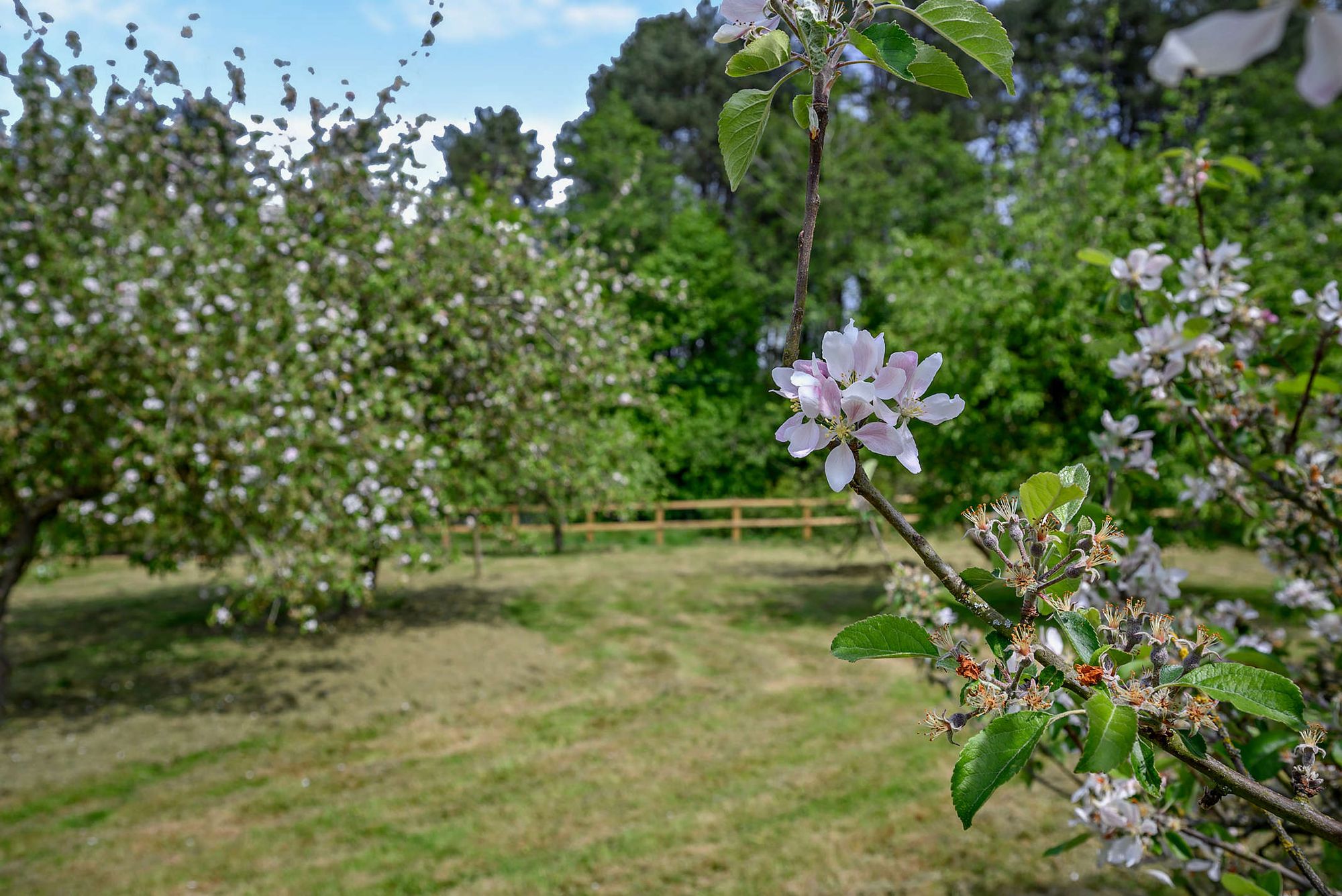 5 bed detached house for sale in Tenbury Road, Clows Top, DY14  - Property Image 28