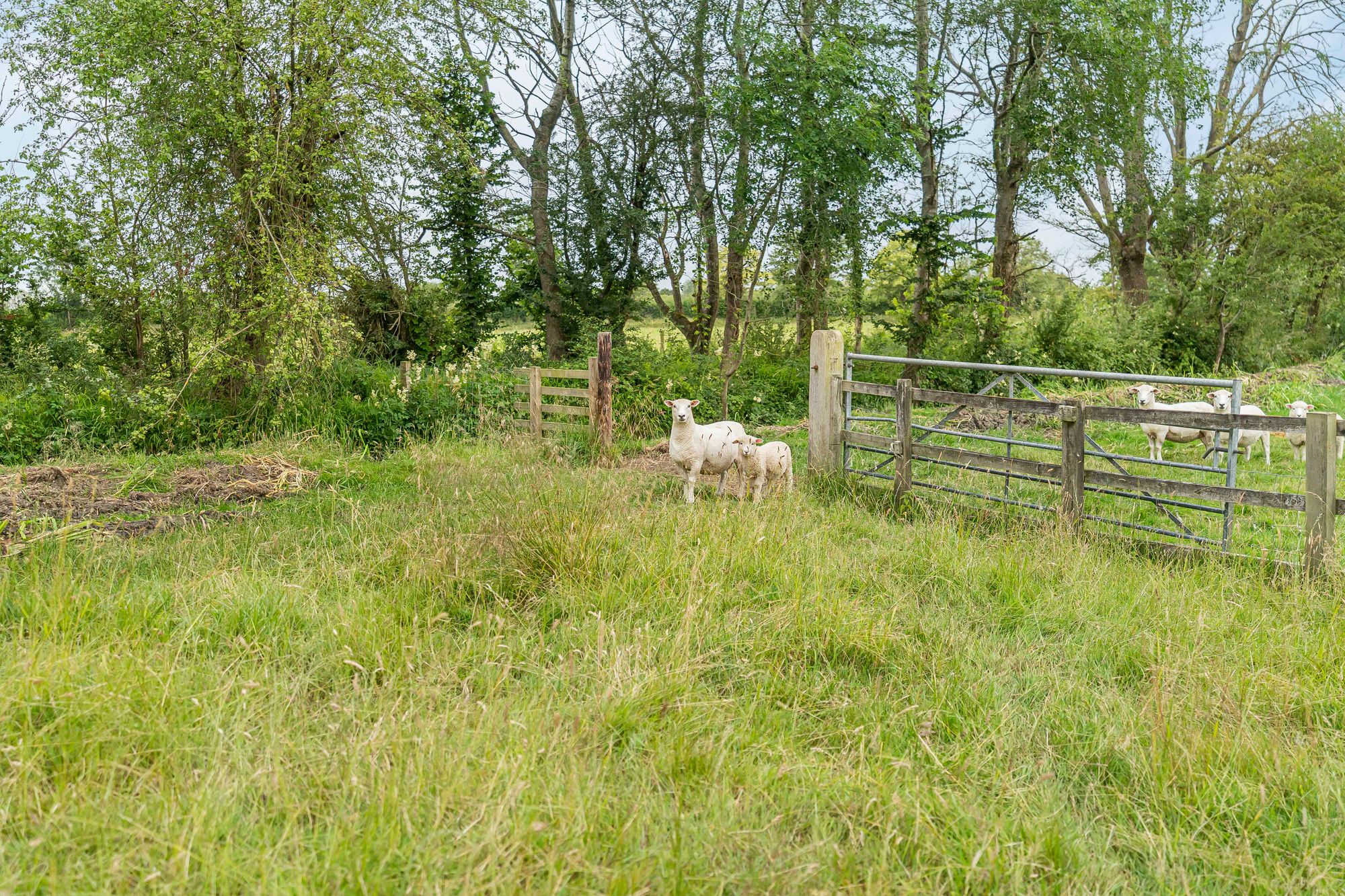 6 bed house for sale in Northmoor, Witney, OX29  - Property Image 84