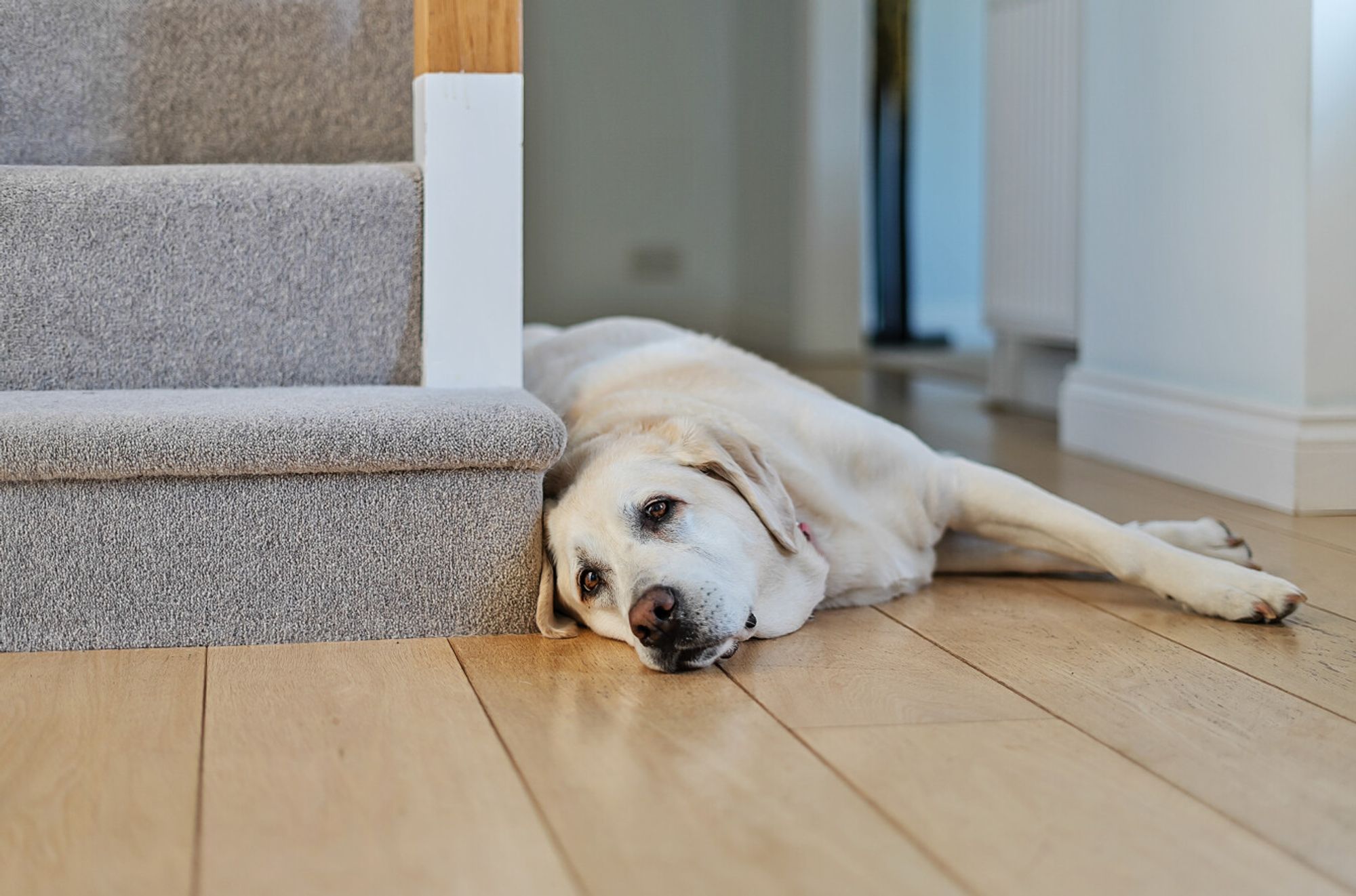 4 bed detached house for sale in Heytesbury Park, Heytesbury, BA12 2