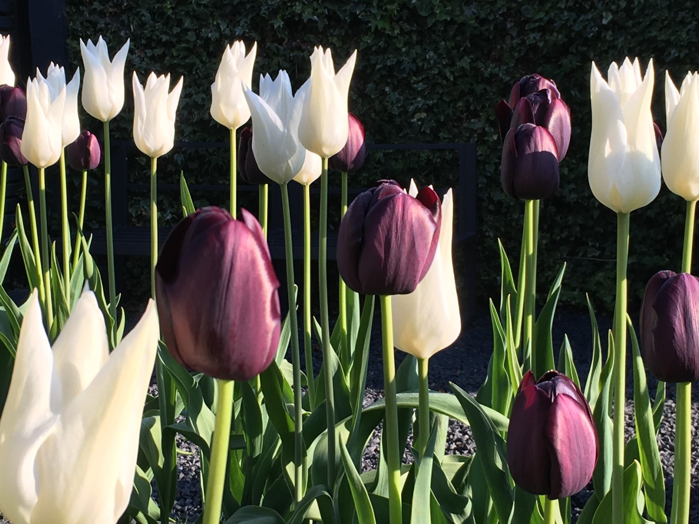 4 bed detached house for sale in Sumerling Way, Huntingdon 22