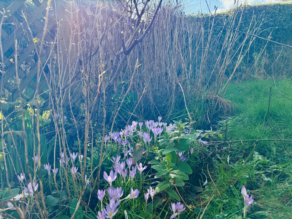 2 bed detached bungalow to rent in Creedy Road, Crediton, EX17 16