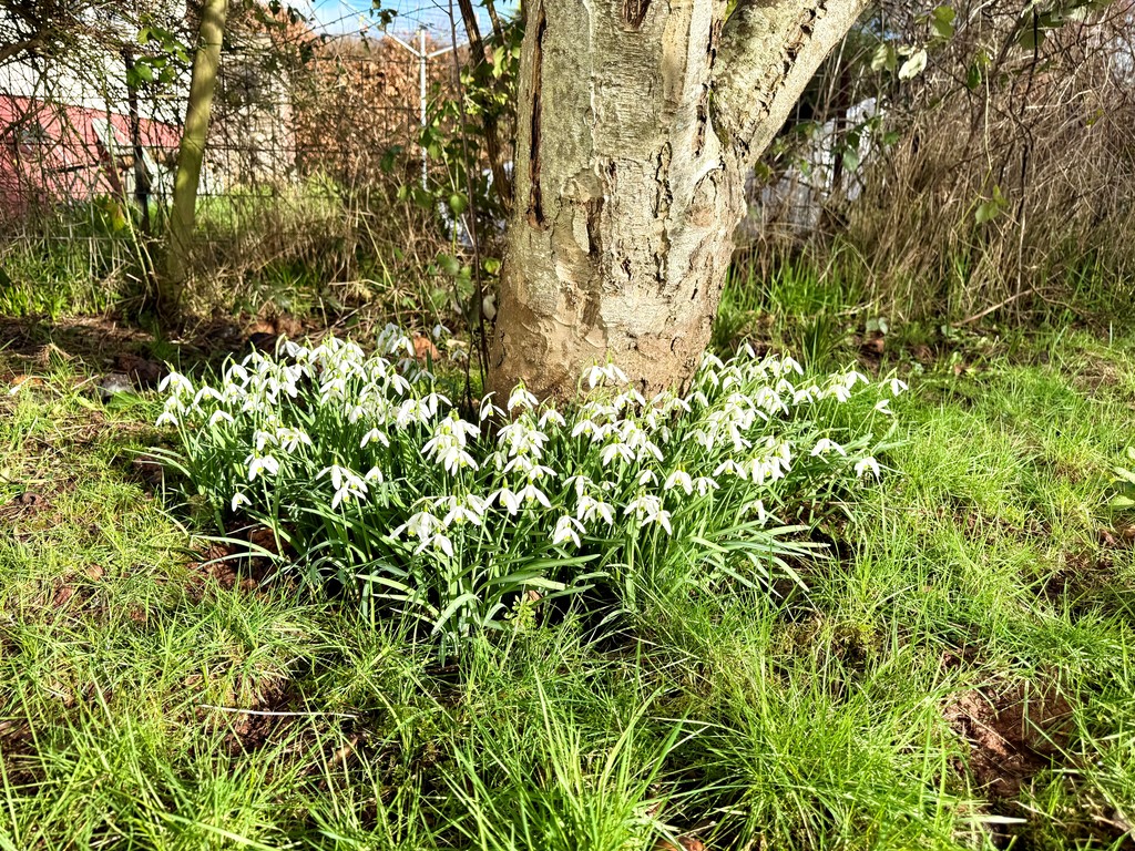 2 bed detached bungalow to rent in Creedy Road, Crediton, EX17 8