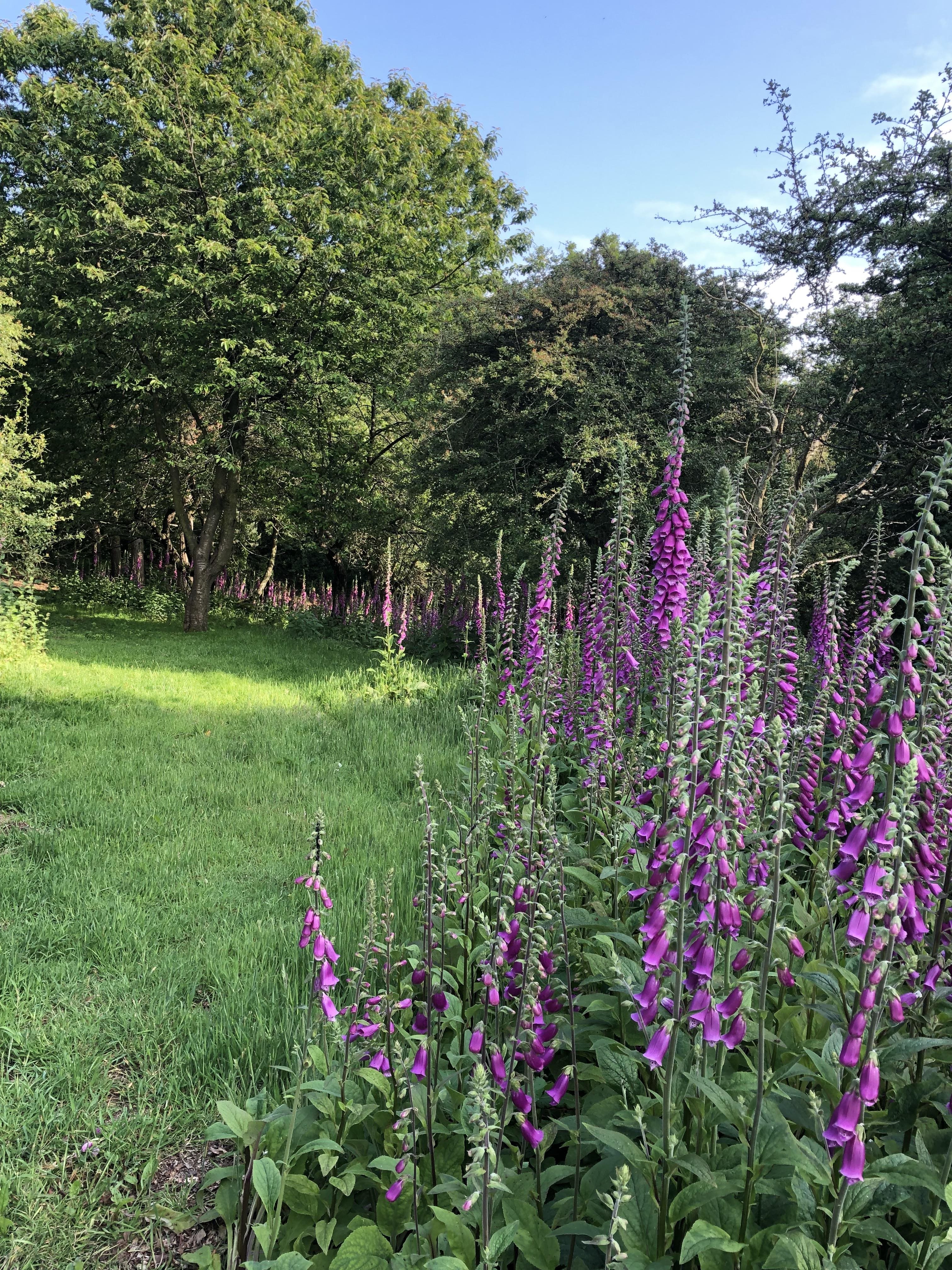 1 bed apartment to rent in Hadleigh Road, Higham, CO7 16