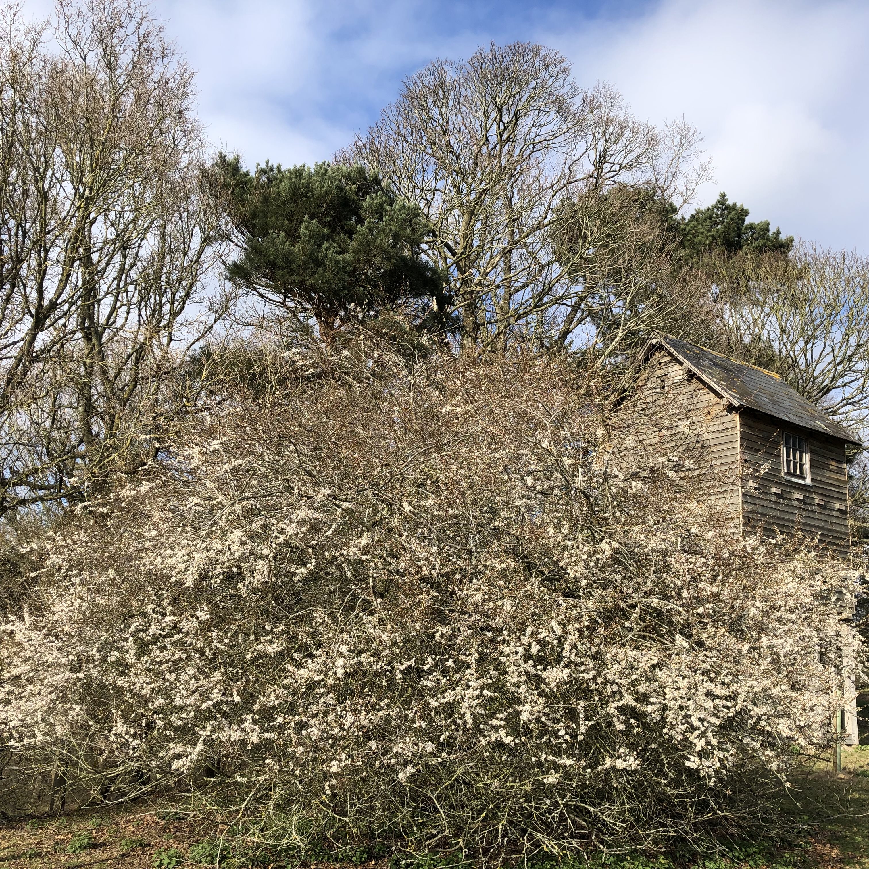 1 bed apartment to rent in Hadleigh Road, Higham, CO7 18